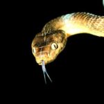 Gênesis Natural e a Tipologia da Serpente Mítica ou Dragão e Outros Elementai