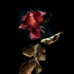 Por Que Temos Medo da Morte?