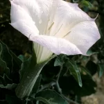 In Venenum Veritas: Transmute Chumbo em Ouro com Serpentes e Daturas