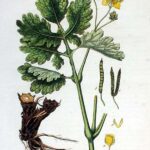 Tratado da Pedra de Celidônia