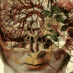 Onde nasce a vontade?