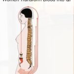 Transformação do Sangue Menstrual em Chi